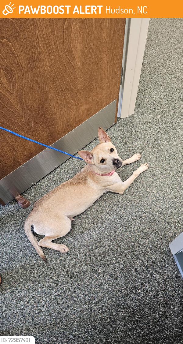 Found/Stray Female Dog last seen Caldwell Community College and Technical Institute, Hudson, NC 28638
