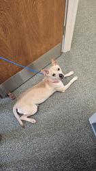 Found/Stray Female Dog last seen Caldwell Community College and Technical Institute, Hudson, NC 28638