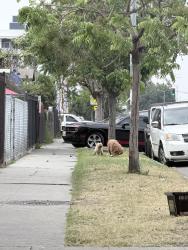 Found/Stray Unknown Dog last seen 102nd and San Pedro street, Los Angeles, CA 90003