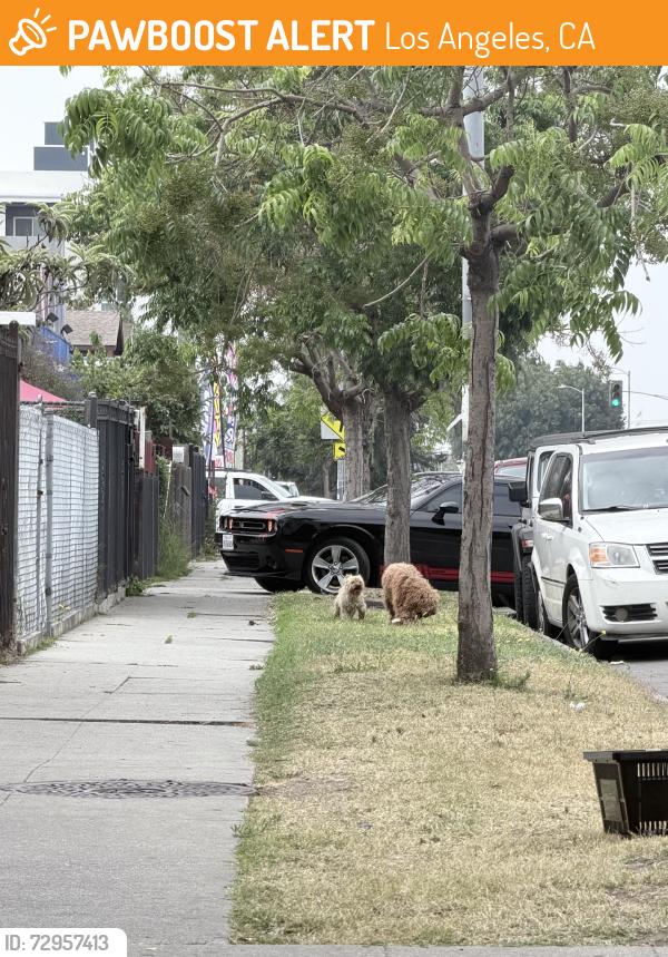 Found/Stray Unknown Dog last seen 102nd and San Pedro street, Los Angeles, CA 90003