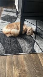Lost Male Cat last seen Bells Ferry Rd, Cobb County, GA 30144