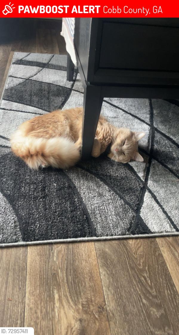 Lost Male Cat last seen Bells Ferry Rd, Cobb County, GA 30144