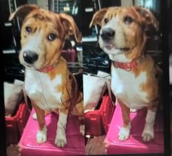 Reunited Female Dog last seen Robert Smalls apmts , Spartanburg, SC 29301
