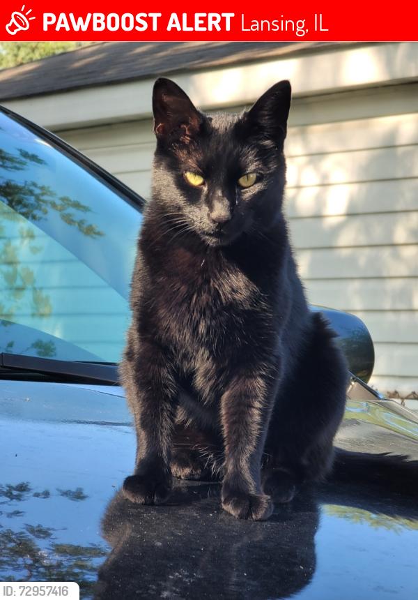 Lost Female Cat last seen Near adams st lansing il 60438, Lansing, IL 60438