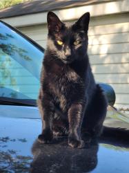 Lost Female Cat last seen Near adams st lansing il 60438, Lansing, IL 60438
