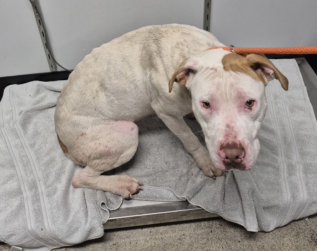 Shelter Stray Female Dog last seen Seabeck Highway NW, SEABECK, WA, 98380, Silverdale, WA 98383