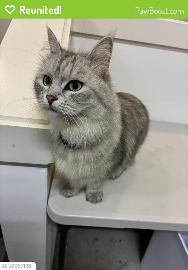 Reunited Unknown Cat last seen 13th st and 92nd Ave , Clyde Hill, WA 98004