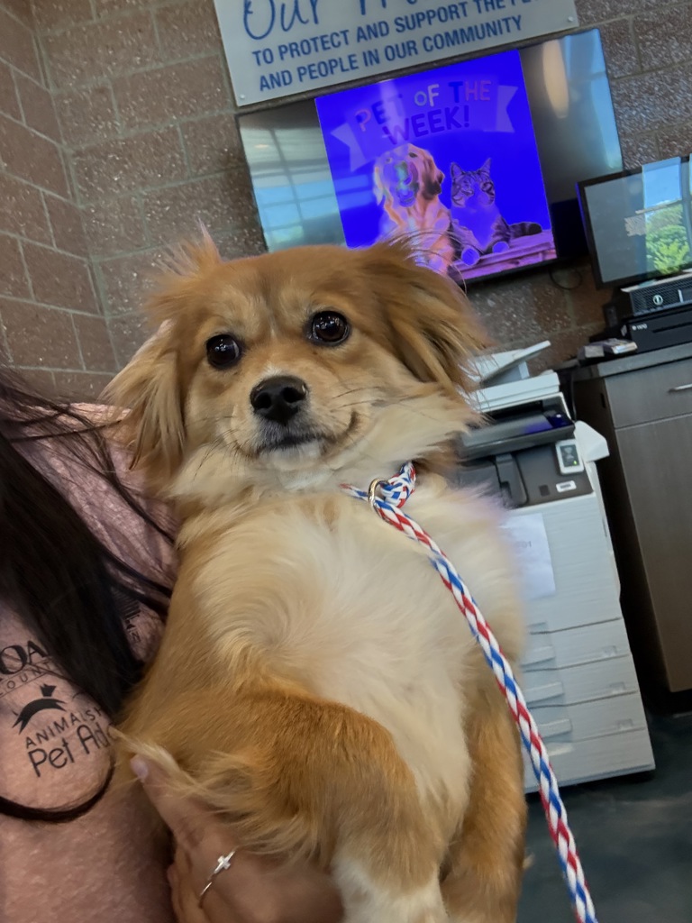 Shelter Stray Female Dog last seen Near Chamberlan, PONTIAC, MI, 48341, Pontiac, MI 48341