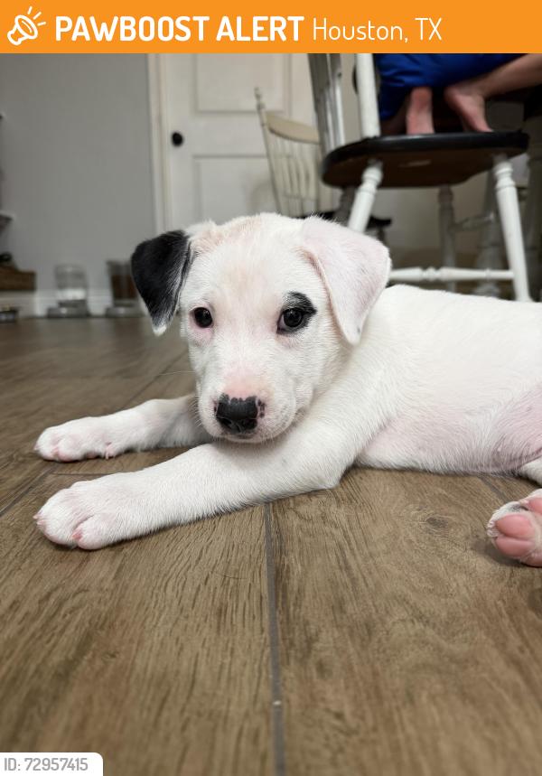 Found/Stray Male Dog last seen Near Adam Elementary , Houston, TX 77065