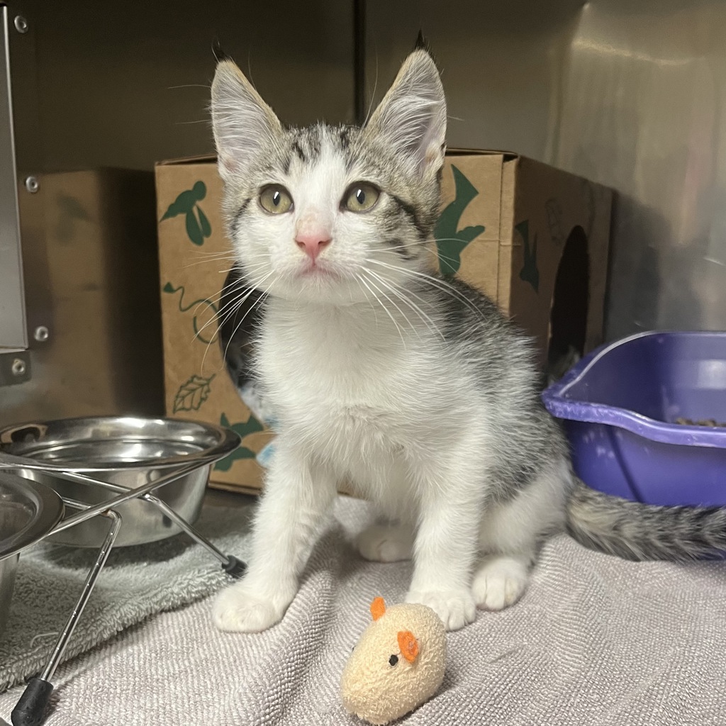Shelter Stray Male Cat last seen Powell blvd, OR, Troutdale, OR 97060