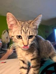 Shelter Stray Female Cat last seen Near S Byrum Circle, Kearns Township, UT, 84118, Taylorsville, UT 84123
