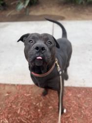 Shelter Stray Male Dog last seen Meadow Brook Lane, San Diego, CA, 92114, San Diego, CA 92110