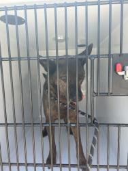 Shelter Stray Male Dog last seen Near Trellis Way, VIRGINIA BEACH, VA, 23464, Virginia Beach, VA 23451