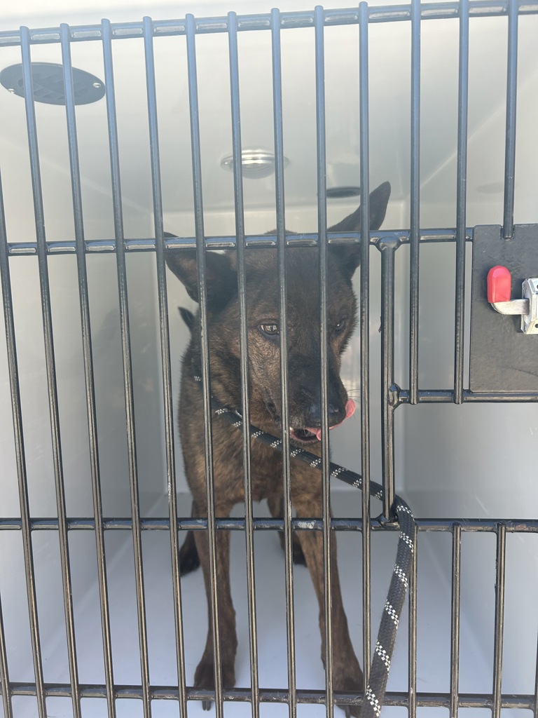 Shelter Stray Male Dog last seen Near Trellis Way, VIRGINIA BEACH, VA, 23464, 341 S Birdneck Rd, Virginia Beach, VA 23451, USA