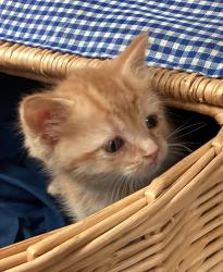 Shelter Stray Male Cat last seen Rolesville Park, ROLESVILLE, NC, 27571, Raleigh, NC 27610