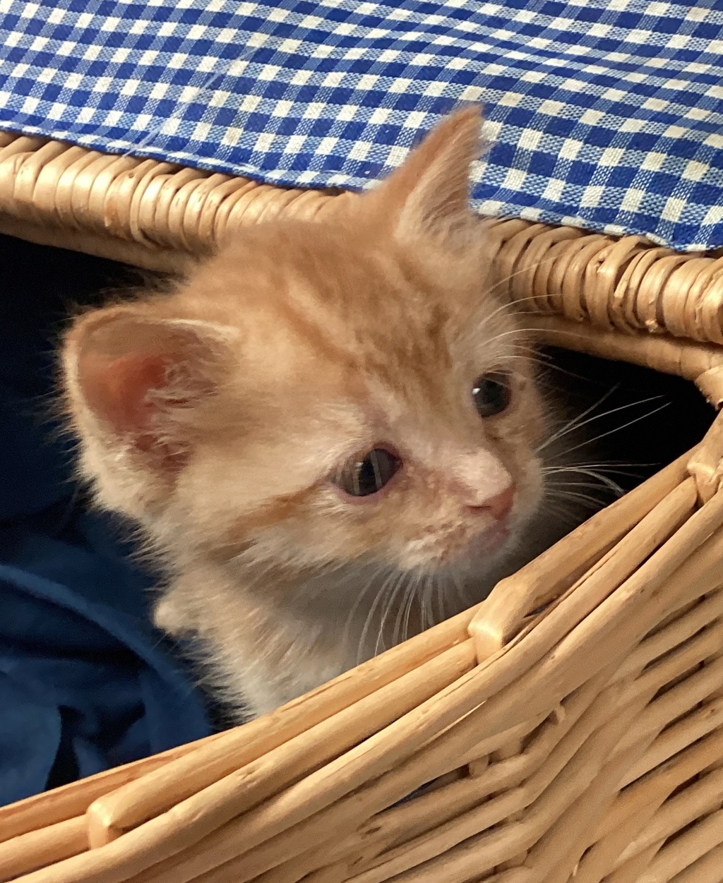 Shelter Stray Male Cat last seen Rolesville Park, ROLESVILLE, NC, 27571, Raleigh, NC 27610