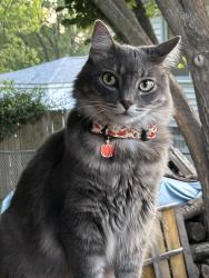 Lost Male Cat last seen Ashby , St. Louis, MO 63114