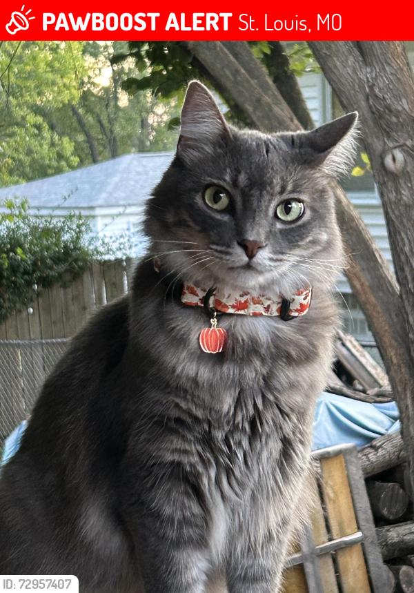 Lost Male Cat last seen Ashby, St. Louis, MO 63114