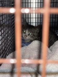 Shelter Stray Male Cat last seen Near Tesla Road, AUSTIN, TX, 78725, Austin, TX 78702