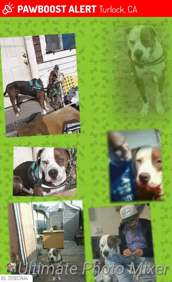 Lost Male Dog last seen Goldenstate blvd, Turlock, CA 95380