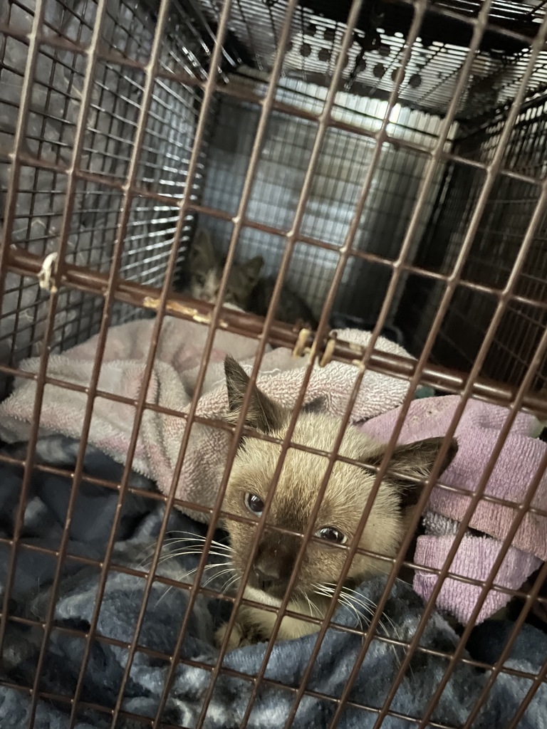 Shelter Stray Female Cat last seen Near Tesla Road, AUSTIN, TX, 78725, Austin, TX 78702