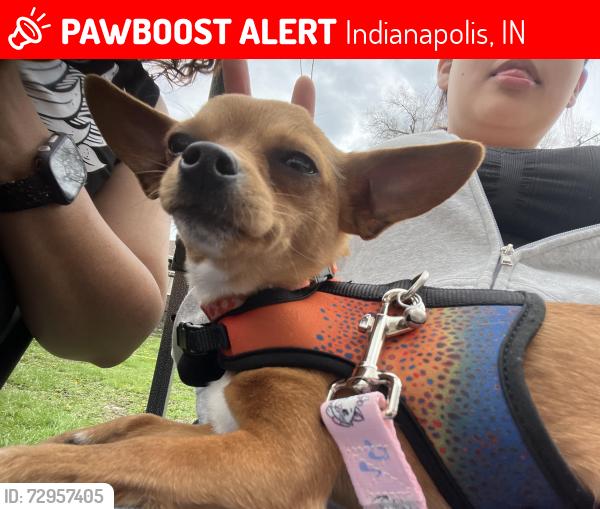 Lost Female Dog last seen E 11th st and Edmonson ave, Indianapolis, IN 46219