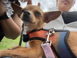 Lost Female Dog last seen E 11th st and Edmonson ave, Indianapolis, IN 46219