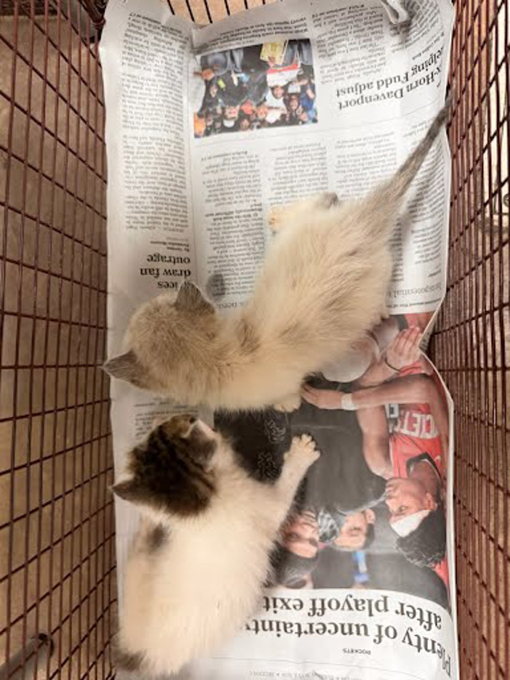 Shelter Stray Male Cat last seen Near Kindship Canyon Drive, AUSTIN, TX, 78754, Austin, TX 78702