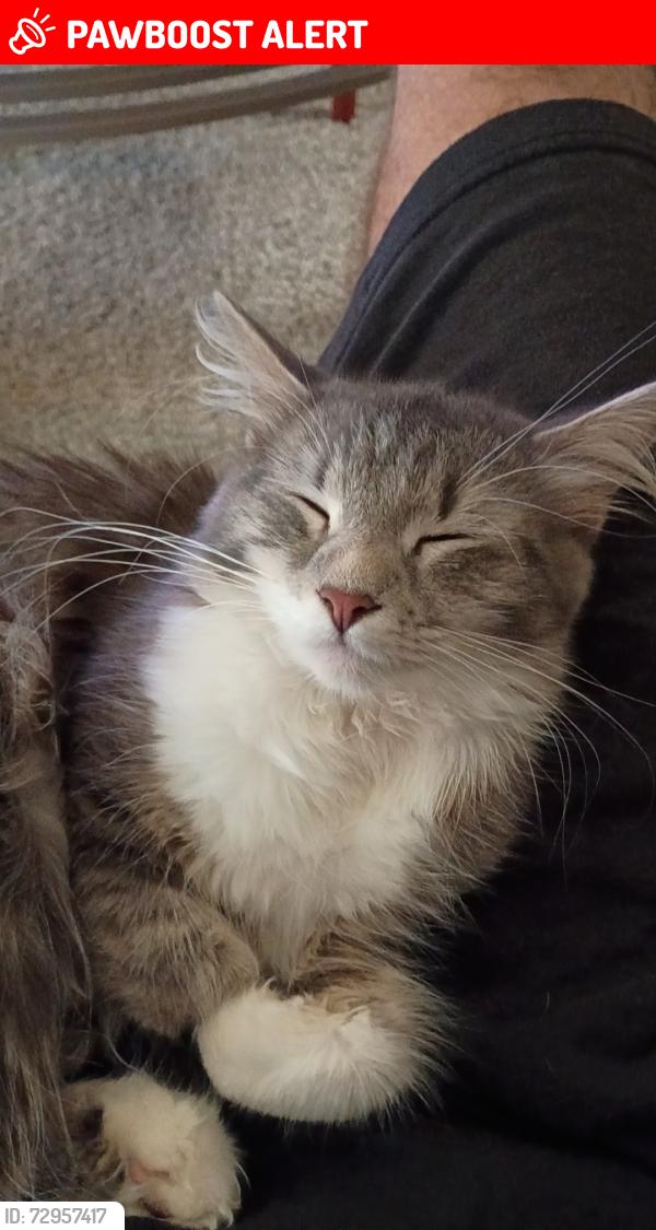 Lost Female Cat last seen Around the neighborhood, North Kansas City, MO 64116