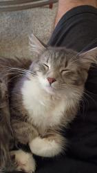 Lost Female Cat last seen Around the neighborhood, North Kansas City, MO 64116