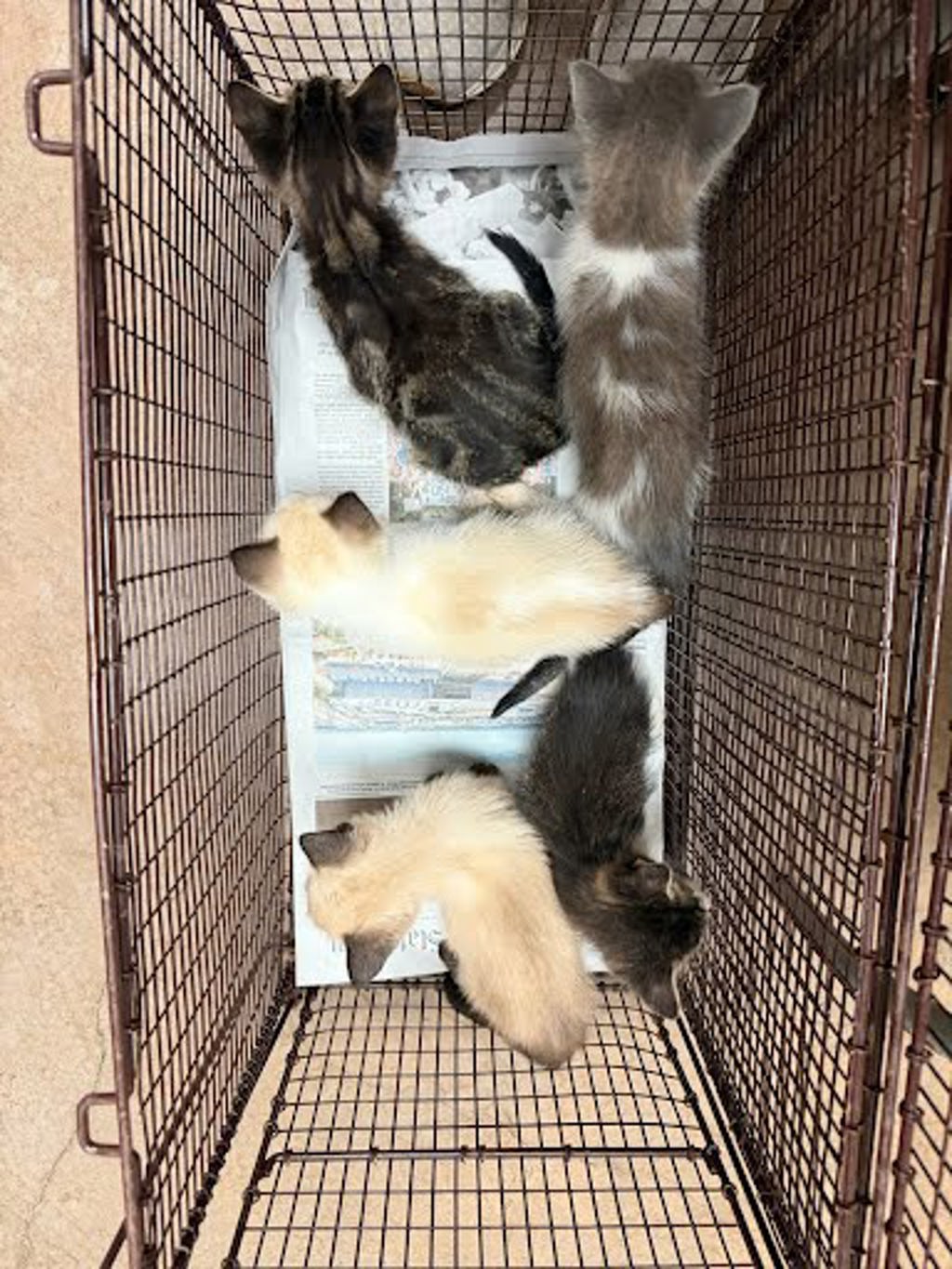 Shelter Stray Female Cat last seen Near Kindship Canyon Drive, AUSTIN, TX, 78754, Austin, TX 78702