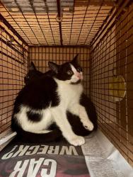 Shelter Stray Female Cat last seen Near Killingsworth, PFLUGERVILLE, TX, 78660, Austin, TX 78702