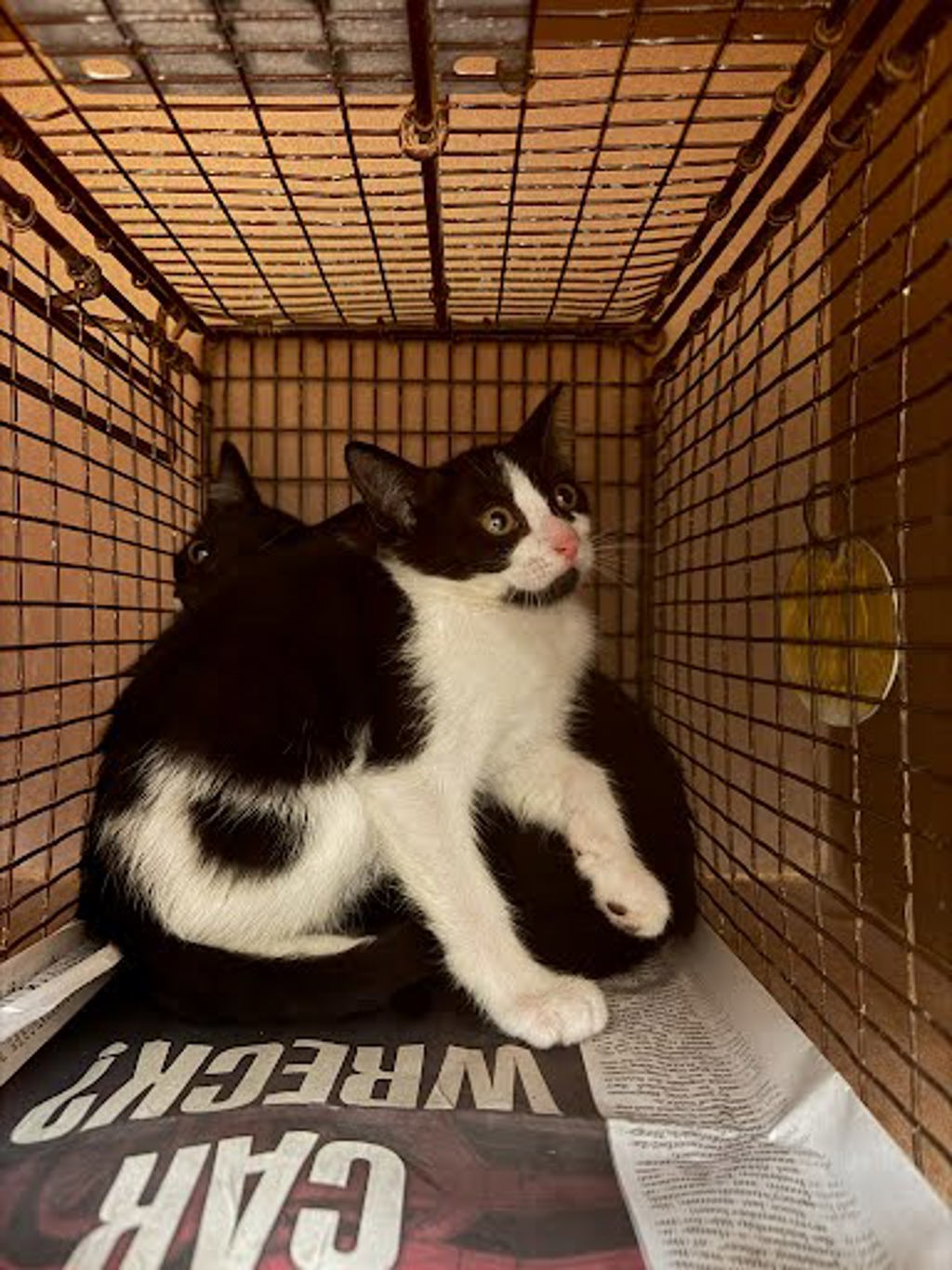 Shelter Stray Female Cat last seen Near Killingsworth, PFLUGERVILLE, TX, 78660, Austin, TX 78702