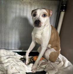Shelter Stray Female Dog last seen Near Flatbush Avenue, BROOKLYN, NY, 11226, New York, NY 10029