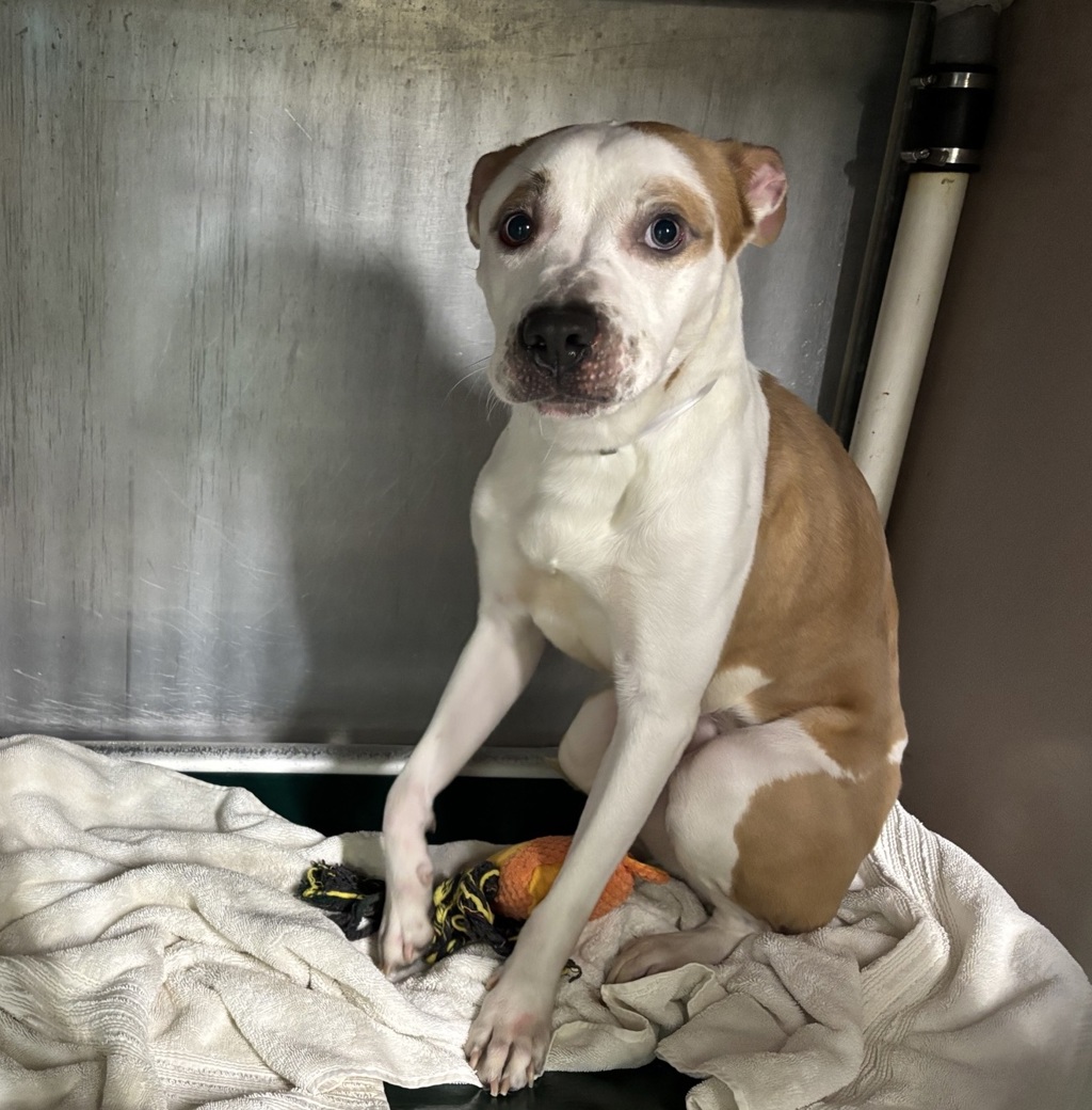 Shelter Stray Female Dog last seen Near Flatbush Avenue, BROOKLYN, NY, 11226, New York, NY 10029