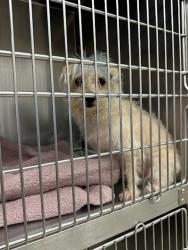 Shelter Stray Male Dog last seen Near Oak Springs Drive, AUSTIN, TX, 78702, Austin, TX 78702