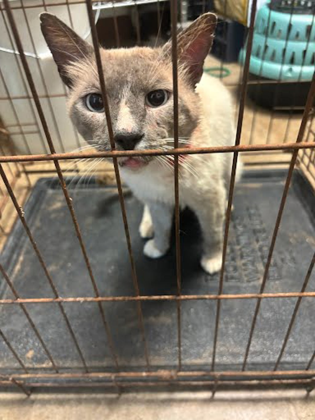 Shelter Stray Male Cat last seen Near Merritt Circle, AUSTIN, TX, 78744, Austin, TX 78702