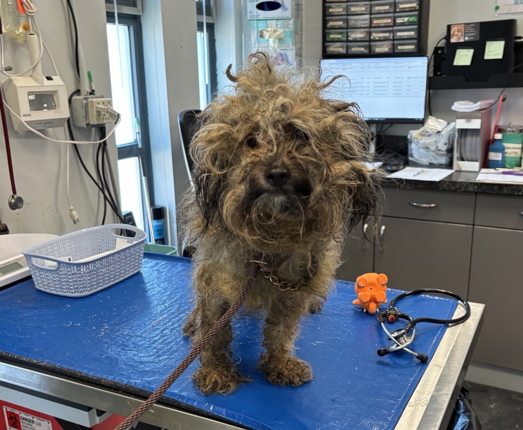 Shelter Stray Male Dog last seen Near E 104th Street, NEW YORK, NY, 10029, New York, NY 10029