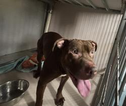 Shelter Stray Male Dog last seen E 170th Street, BRONX, NY, 10457, New York, NY 10029