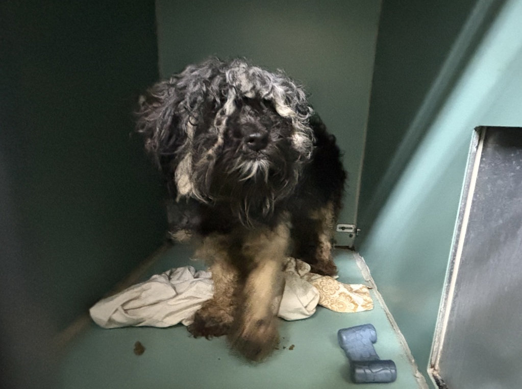 Shelter Stray Male Dog last seen Near E 104th Street, NEW YORK, NY, 10029, New York, NY 10029
