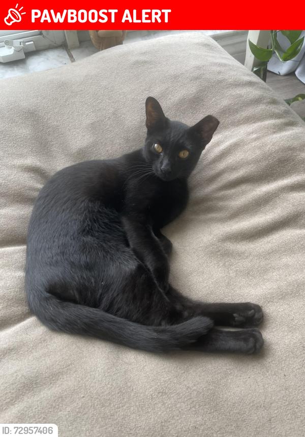 Lost Male Cat last seen 36th Steet & Westview Avenue, West Palm Beach, FL 33407