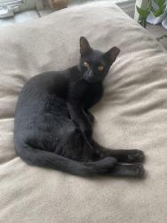 Lost Male Cat last seen 36th Steet & Westview Avenue, West Palm Beach, FL 33407