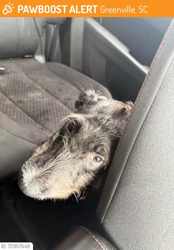 Found/Stray Female Dog last seen Alston apmts , Greenville, SC 29611