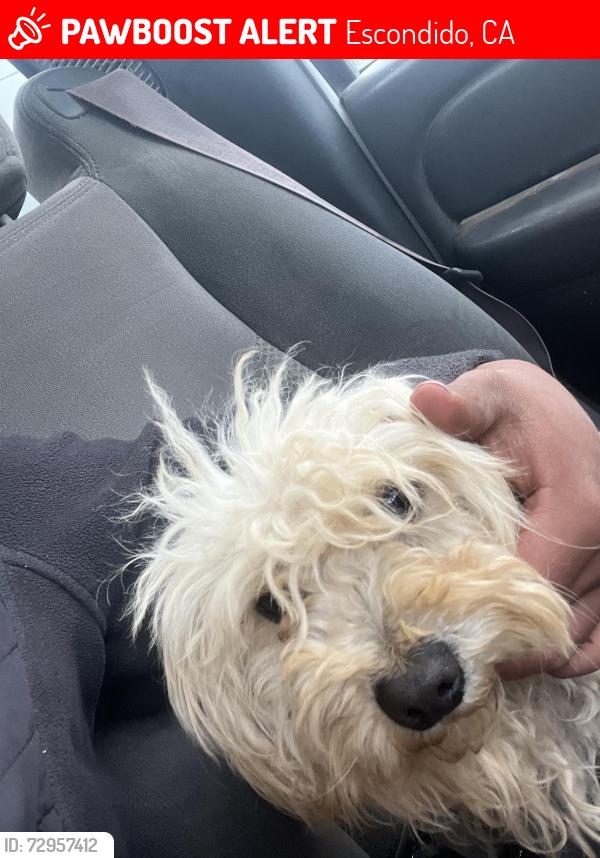Lost Male Dog last seen Copper canyon rd , Escondido, CA 92027