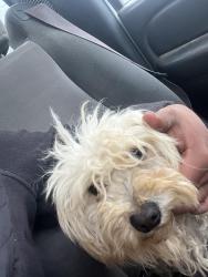 Lost Male Dog last seen Copper canyon rd , Escondido, CA 92027