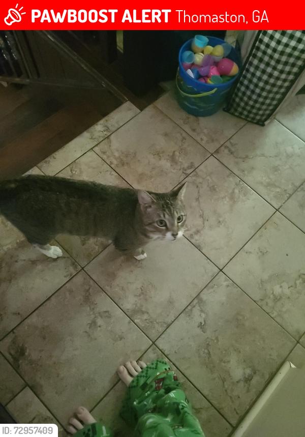 Lost Male Cat last seen W Gorden St, Thomaston, GA 30286
