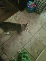 Lost Male Cat last seen W Gorden St, Thomaston, GA 30286