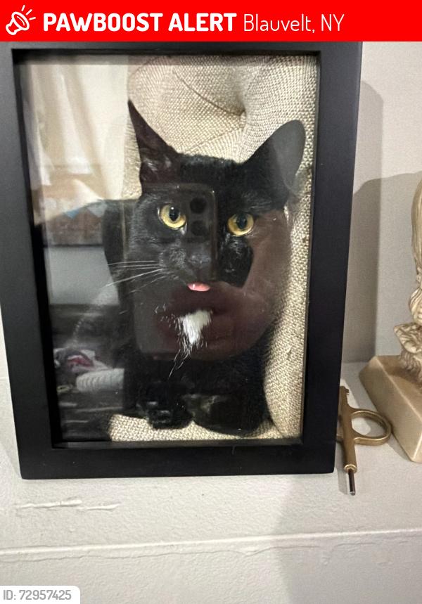 Lost Female Cat last seen Convent Road Blauvelt NY, Blauvelt, NY 10962