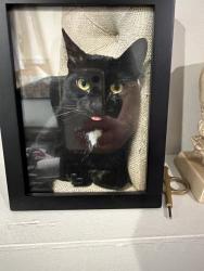 Lost Female Cat last seen Convent Road Blauvelt NY, Blauvelt, NY 10962