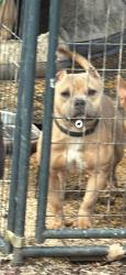 Lost Female Dog last seen 10th and LaSalle, Indianapolis, IN 46201